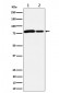 Anti-MMUT Rabbit Monoclonal Antibody